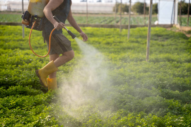 Best Insect Control  in Hokendauqua, PA