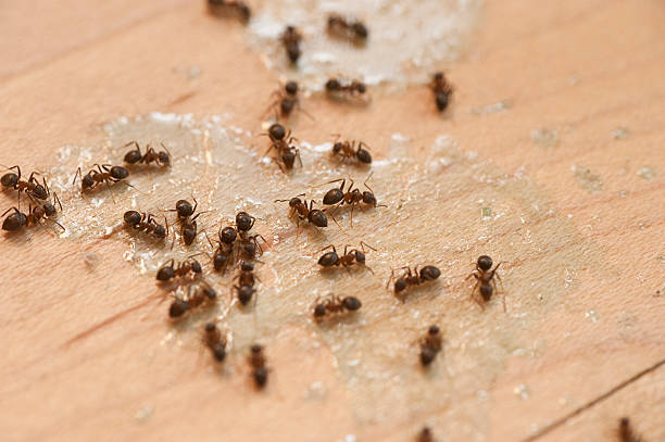 Best Emergency Pest Control  in Hokendauqua, PA